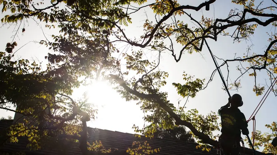 An arborist silhouetted against the sun, working a pole saw through the canopy above a rooftop.