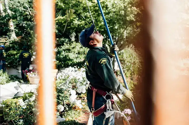 An arborist in a Johnson Tree Co. shirt looks up along a pole saw in a rose garden, framed between two terracotta columns.