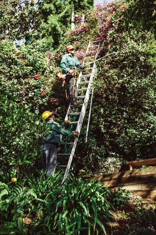 Two arborists on ladders work a steep bougainvillea-covered slope.