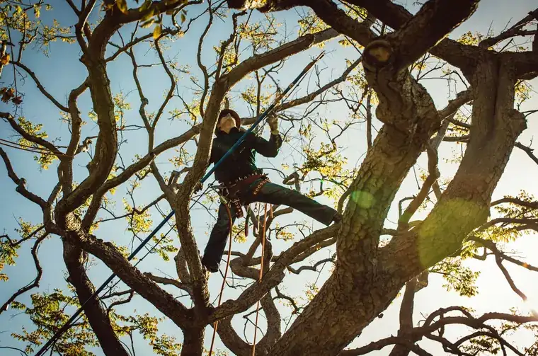 An arborist roped into the upper canopy of a mature shade tree at sunset, working along a heavy limb.