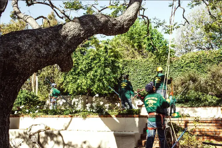 Four Johnson Tree Company crew members working a hedge line along a garden wall under a spreading oak.
