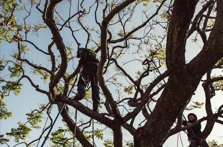 Two arborists working at different heights in a large bare canopy, ropes running down through the limbs.