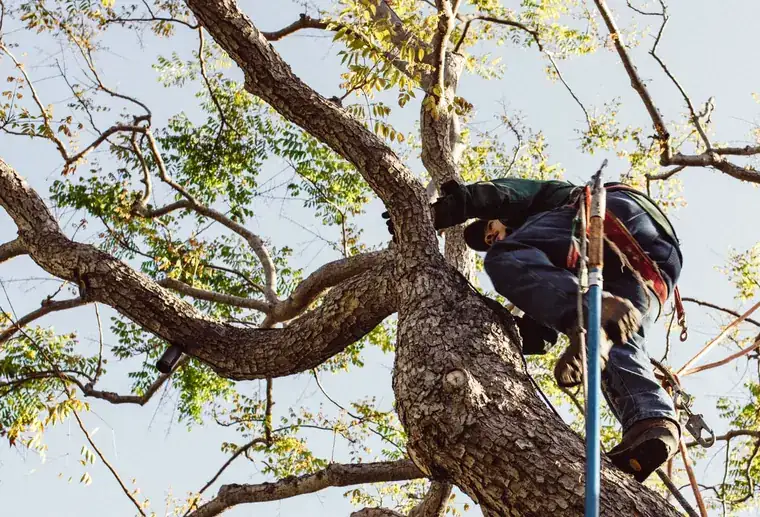 An arborist works along a heavy horizontal limb high in a bare winter canopy.
