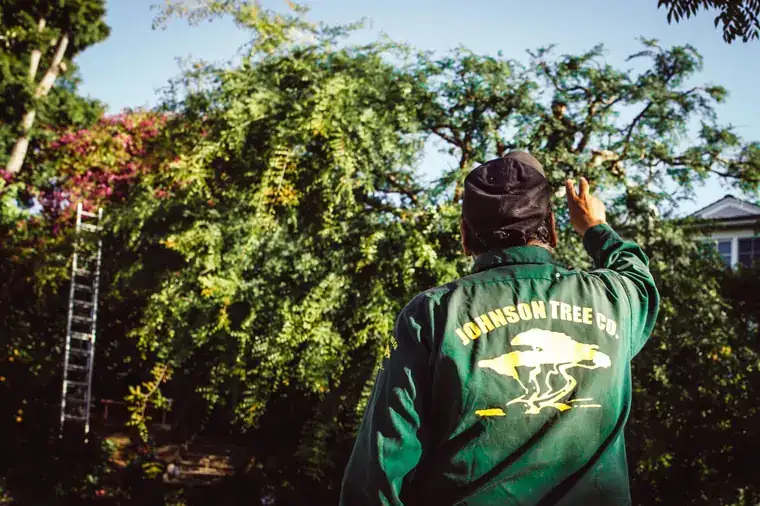 An arborist in a Johnson Tree Co. jacket looks up into a flowering canopy, pointing out the next cut, with a ladder propped against the tree behind him.