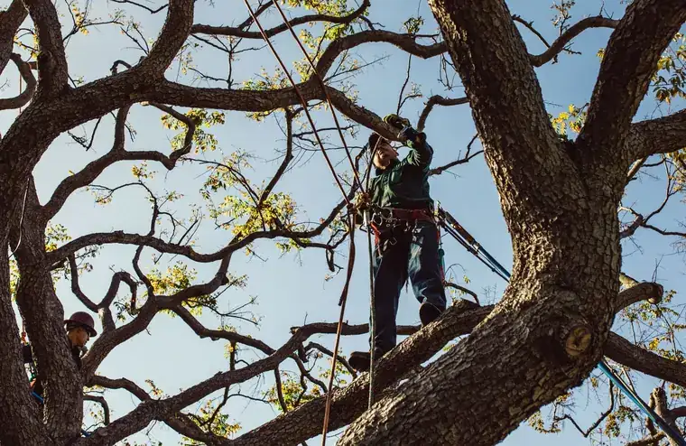 An arborist stands in the crotch of a large oak making a cut overhead, with a second climber visible below and to the left.