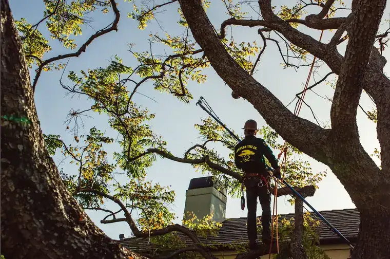 A climber in a hard hat stands on a limb above a tiled roof with a pole saw resting on his shoulder.