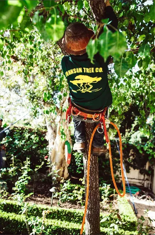 A climber in a Johnson Tree Co. shirt reaches into a hedge canopy above a clipped box garden.