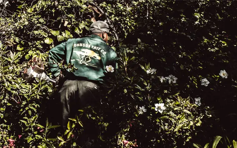 A crew member in a Johnson Tree Co. jacket works a chainsaw deep inside a flowering hedge.